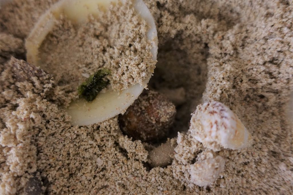 砂に潜っているオカヤドカリ