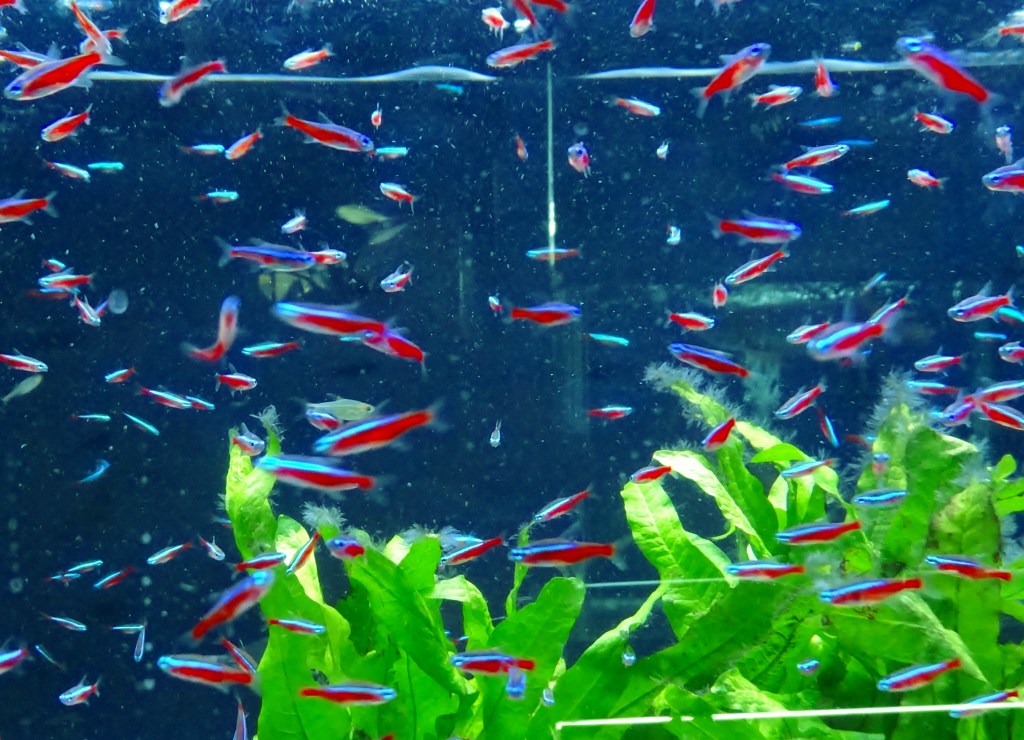 ネオンテトラなどの水槽サイズによる飼育数 熱帯魚の飼育方法