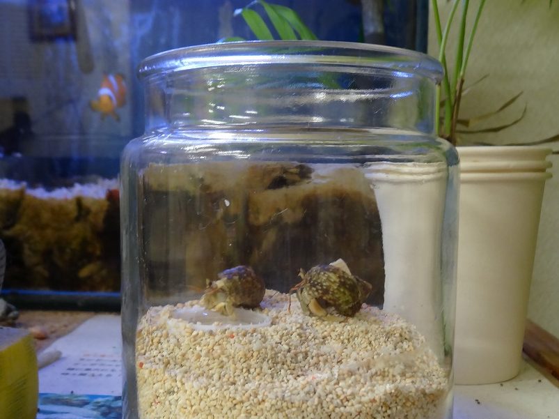 オカヤドカリの飼育容器のレイアウト 熱帯魚の飼育方法