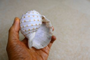 オカヤドカリの替えの貝殻を選ぶ