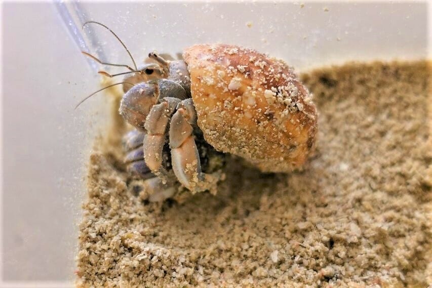 オカヤドカリの脱皮の頻度と期間 砂に潜って出てこなくても待つべき期間 熱帯魚の飼育方法