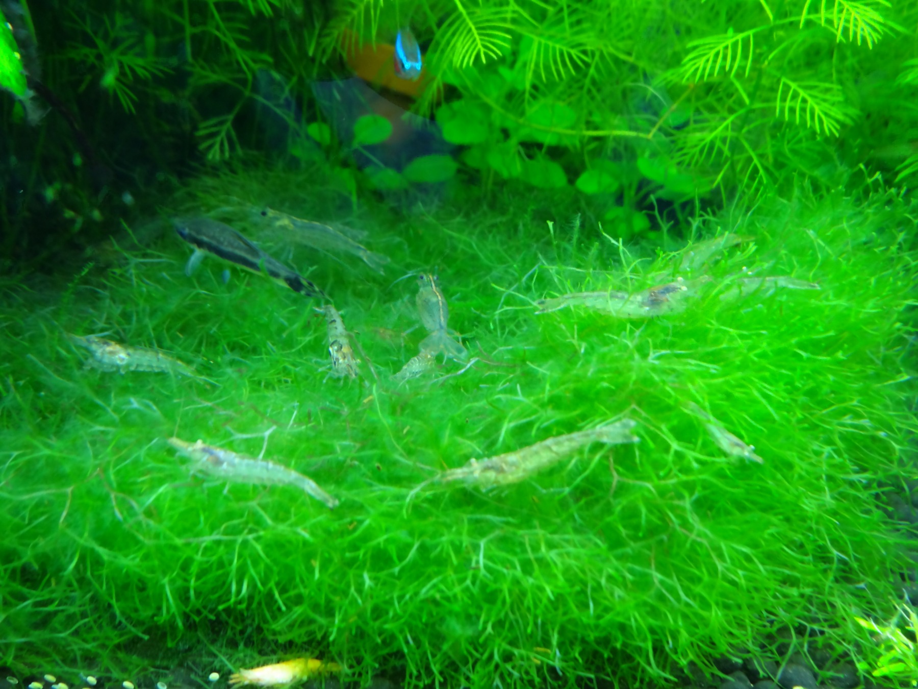 水槽の苔対策 熱帯魚の飼育方法