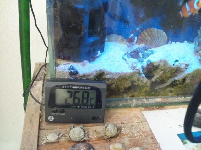 水槽におすすめの温度計・水温計はマグテンプとマルチ水温計、安物では正確な表示がされないものも。 | 熱帯魚の飼育方法